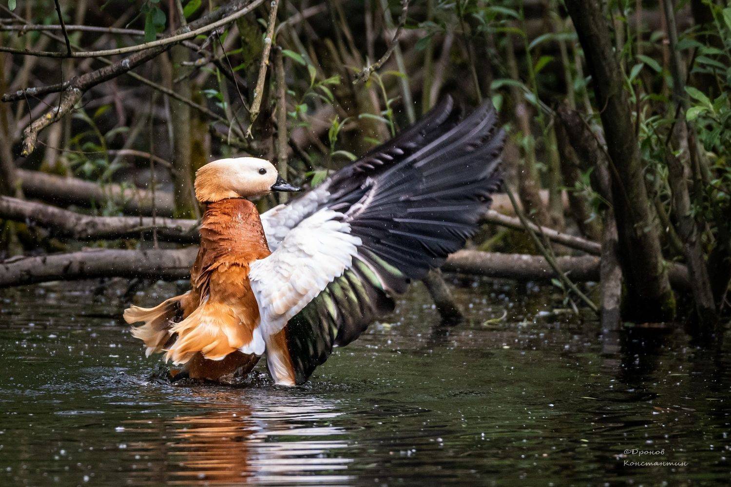 огарь, утка, птицы, фотоохота, Дронов Константин