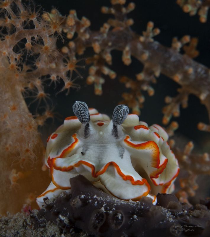 подводное фото подводный мир хургада египет жогло zhoglo красное море Вот я какой фото превью