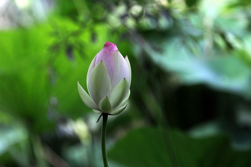 Цветок лотоса фото превью