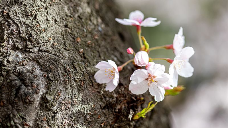 Spring фото превью
