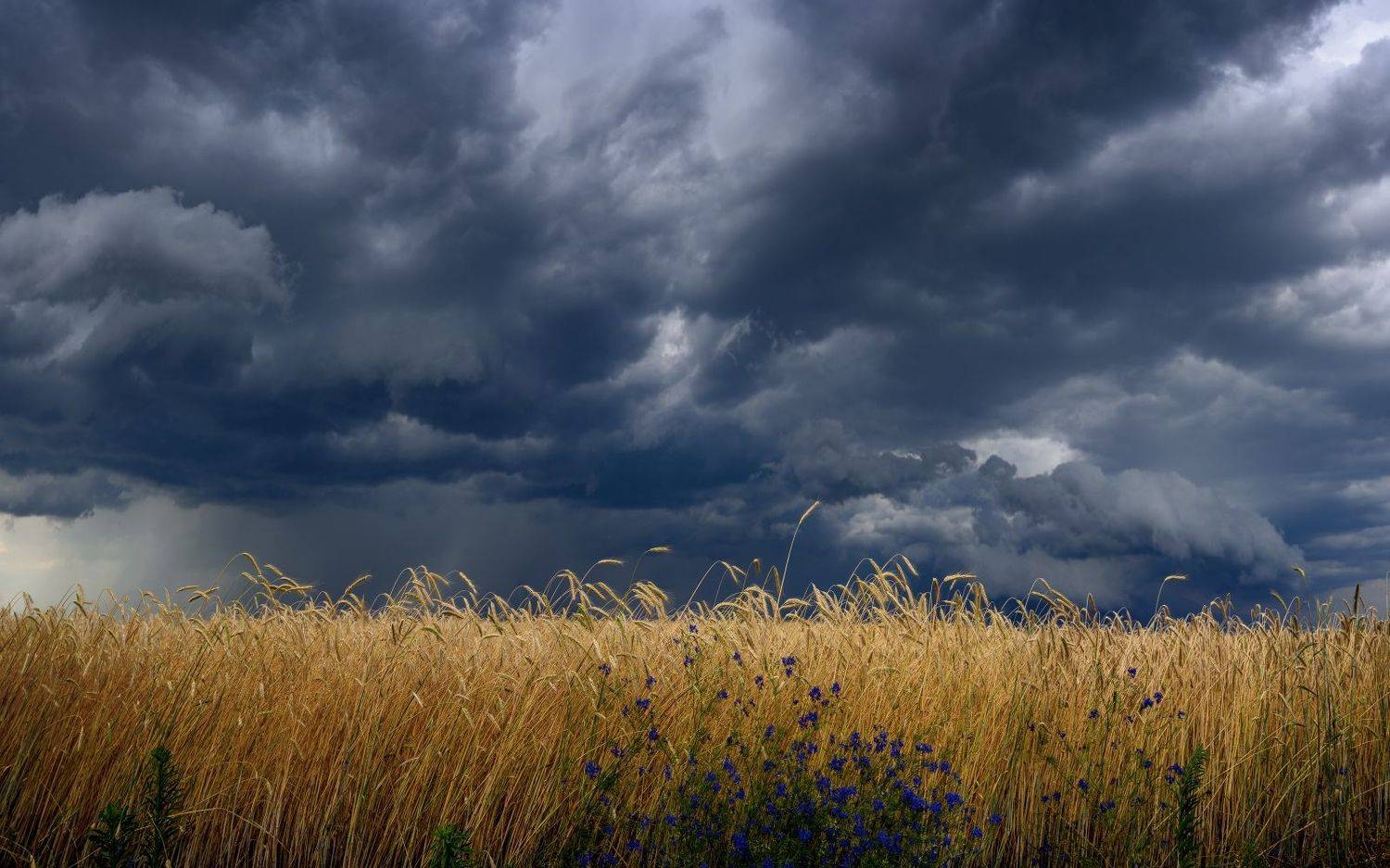 , Никитин Николай