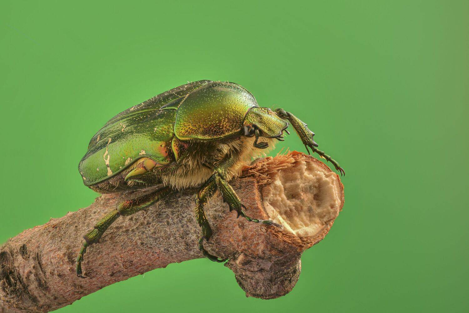 , Максим Вышарь