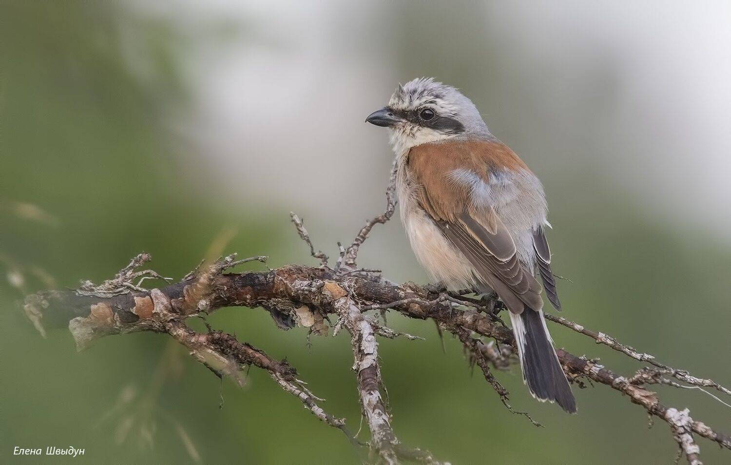 bird of prey, animal, birds, bird,  animal wildlife,  nature,  animals in the wild, red-backed shrike, обыкновенный жулан, птицы, птица, Елена Швыдун