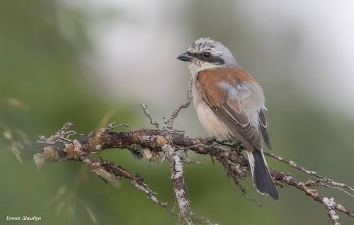 Red-backed shrike