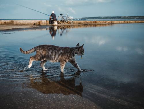 Щедрый воскресный улов или везение Керченской кошки.
