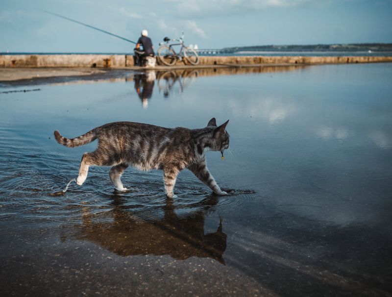 Щедрый воскресный улов или везение Керченской кошки. фото превью