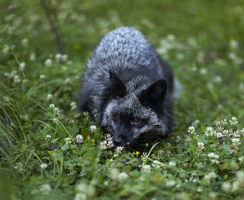 Летнее настроение