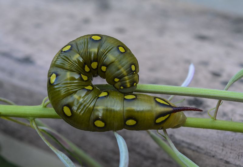 Гусеница бражника подмаренникового. фото превью