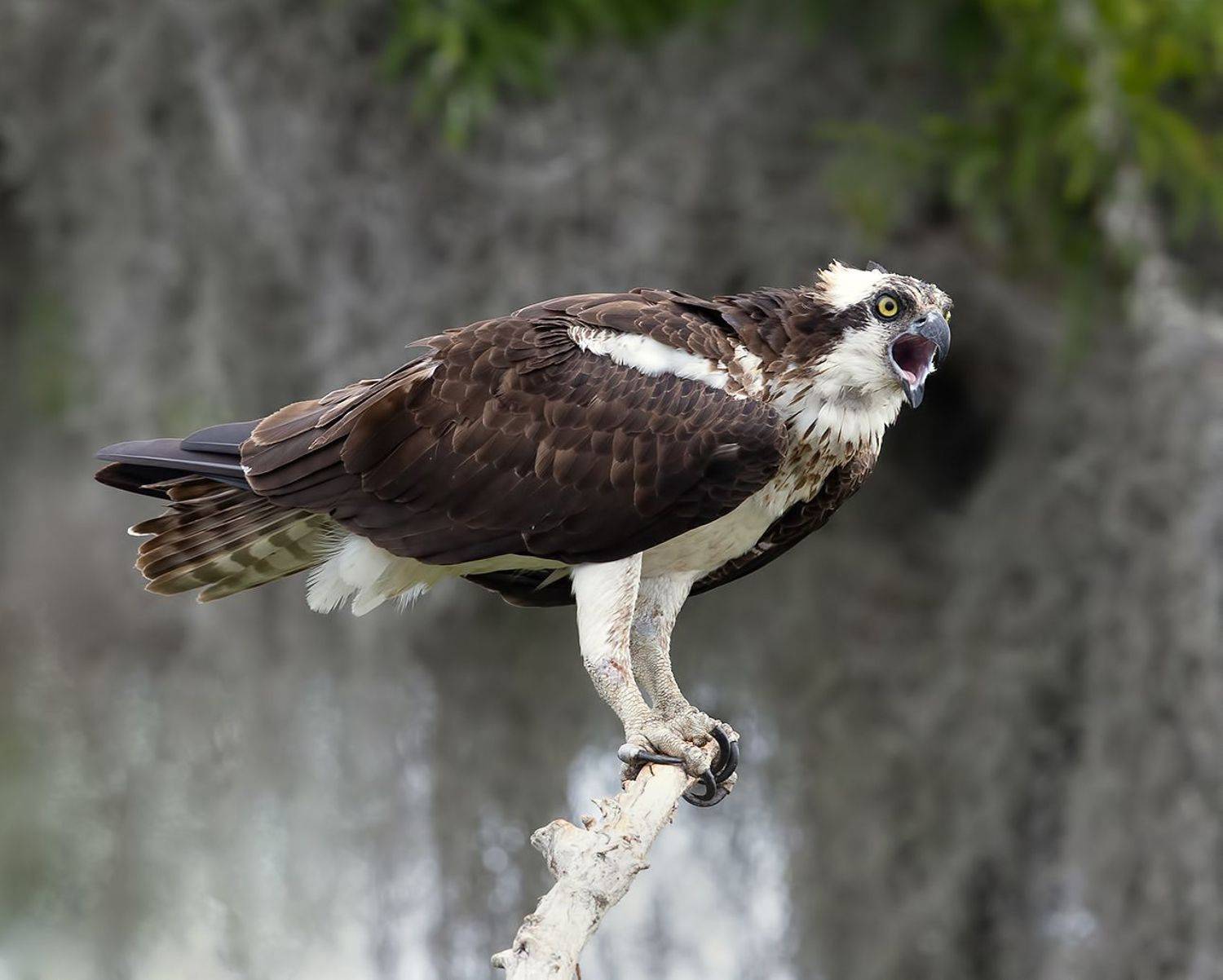 cкопа, osprey, florida, хищные птицы, Elizabeth Etkind