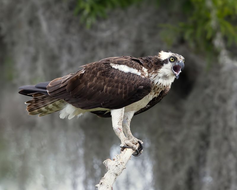 cкопа, osprey, florida, хищные птицы Osprey - Скопа фото превью