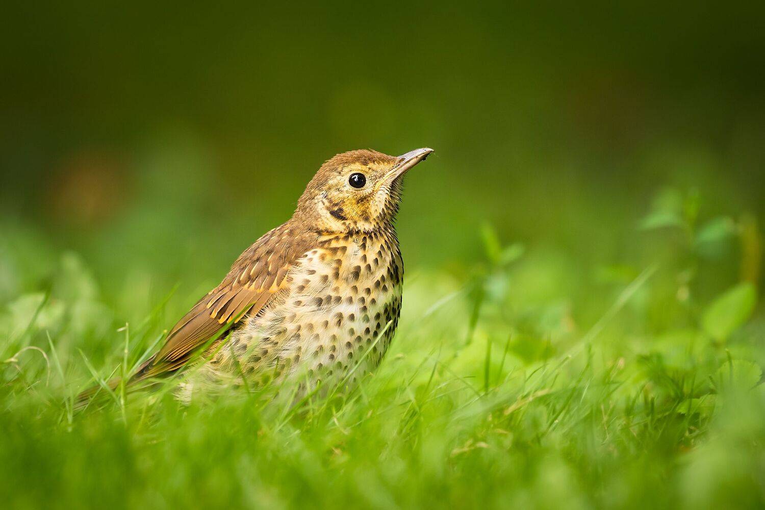 , Robert Adamec