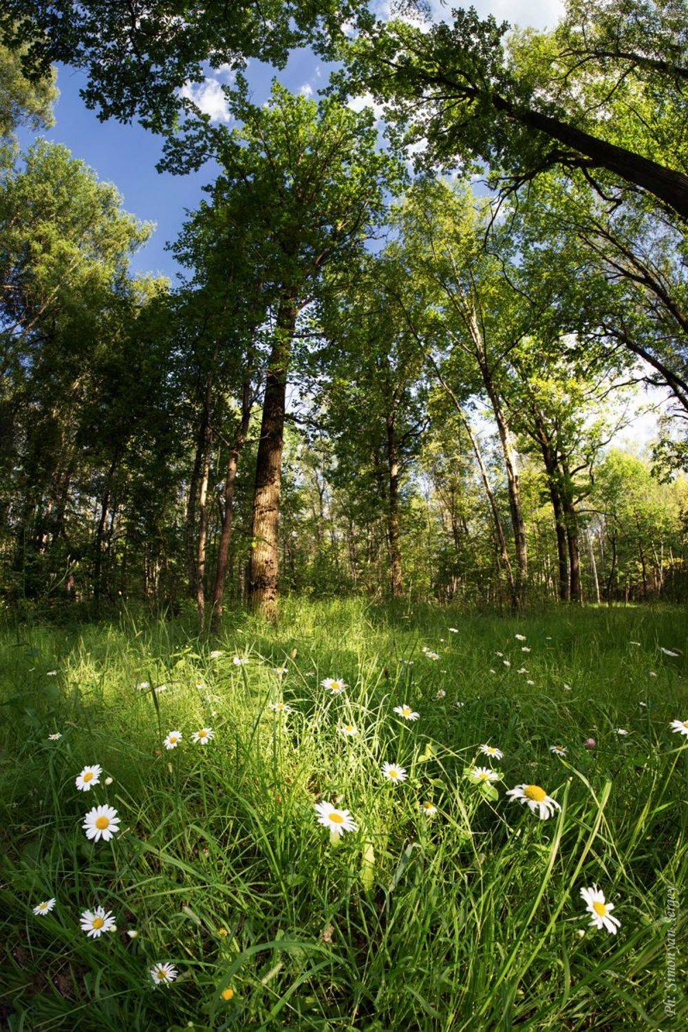 , Симонян Сергей