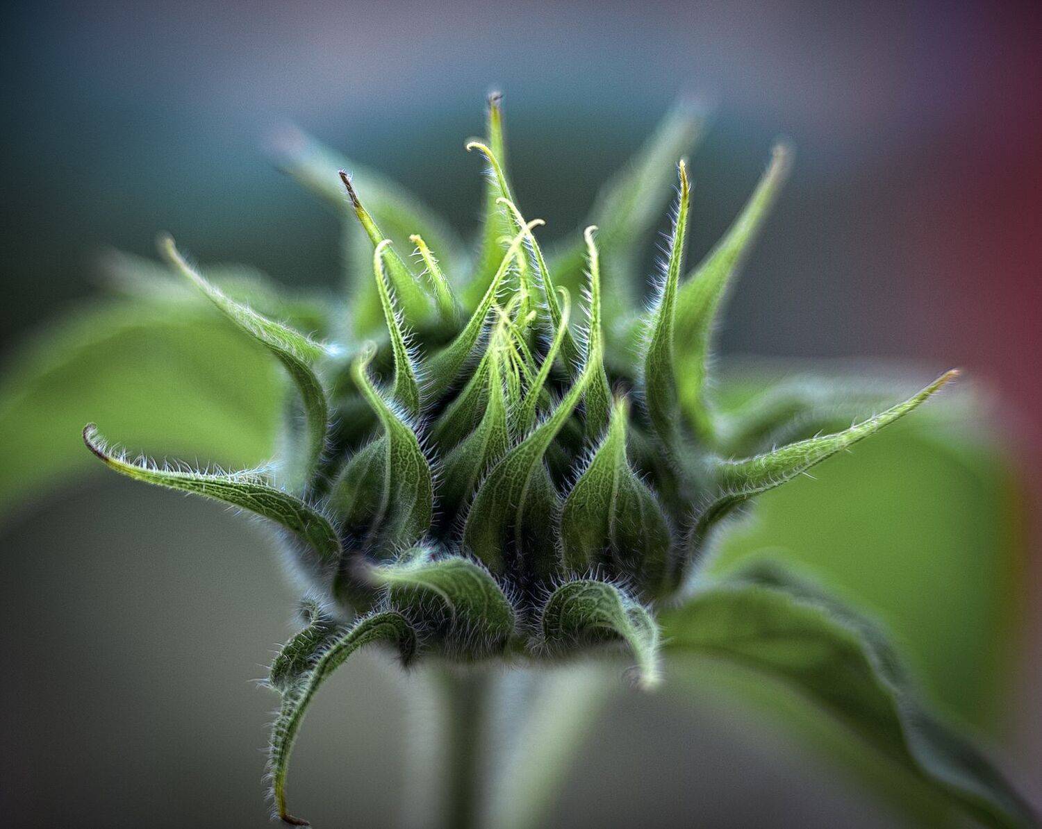 , Юрий Юрьев