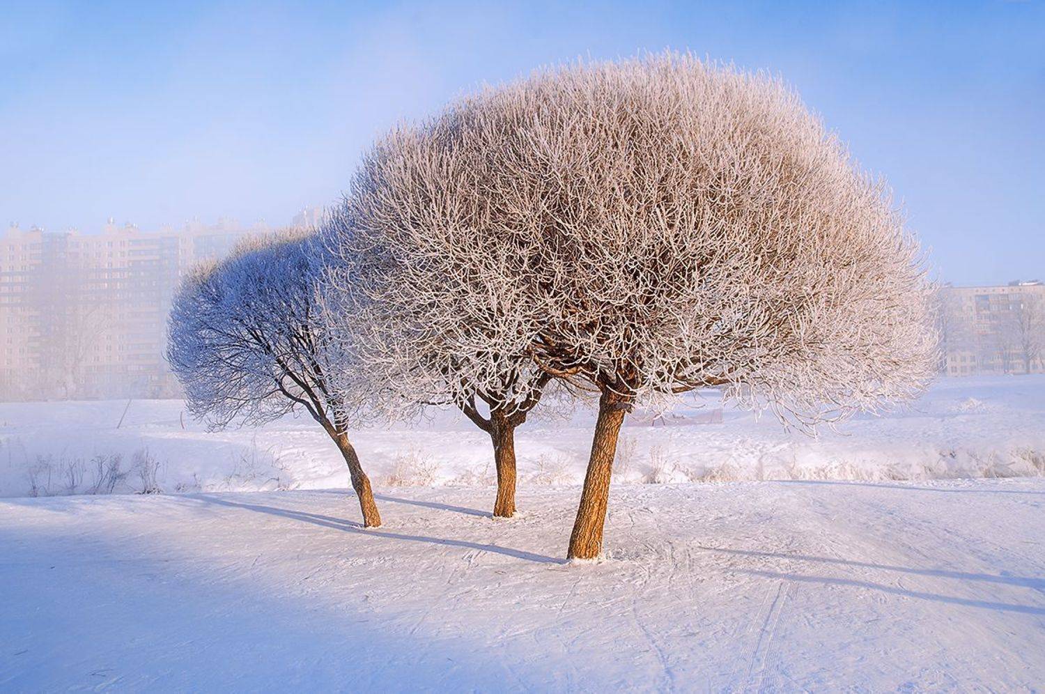 морозец, Татьяна Москальчук