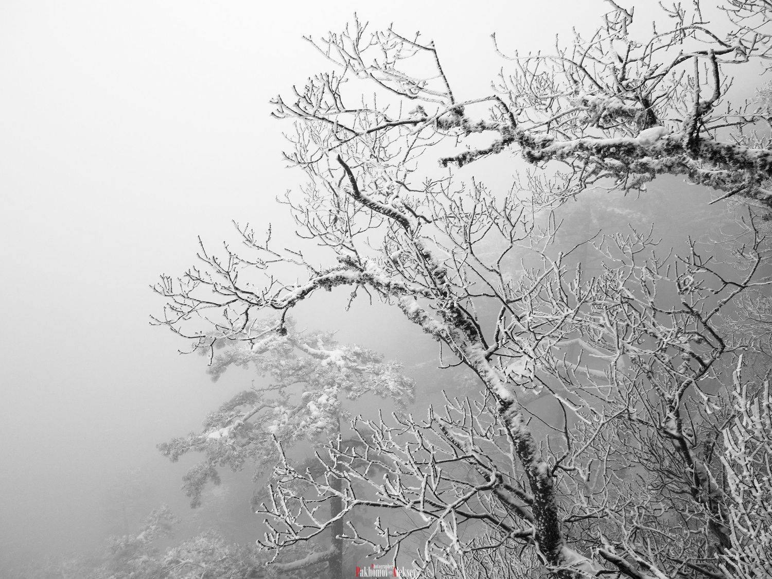 winter, nature, snow, fog, Russia, Crimea, Aleksey Pakhomov