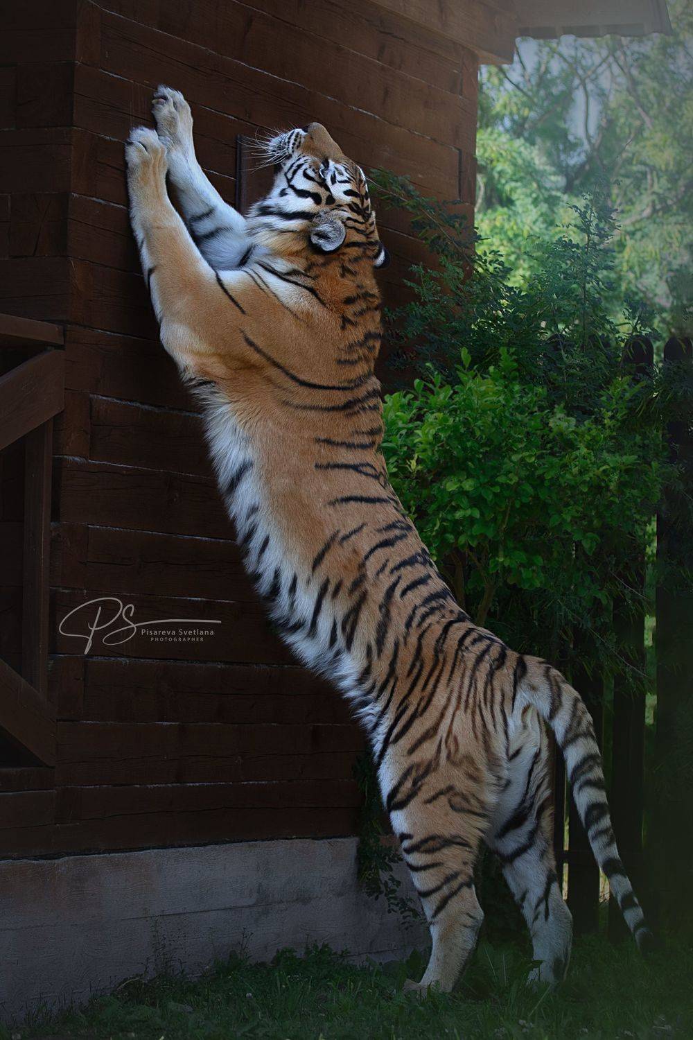 , Светлана Писарева