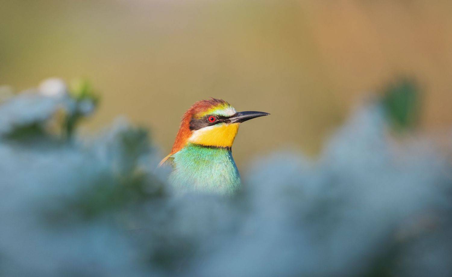 , Костянтин Пазюк