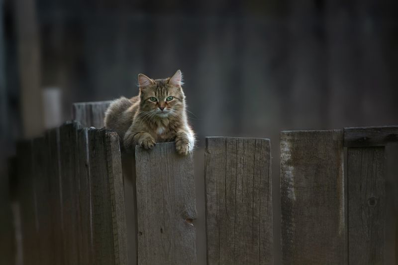 Местный фото превью