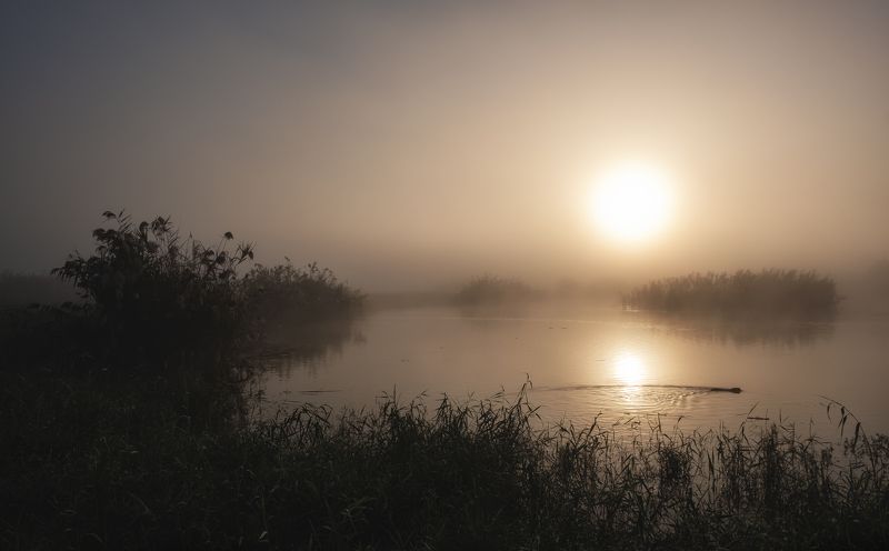 Dawn Beaver фото превью