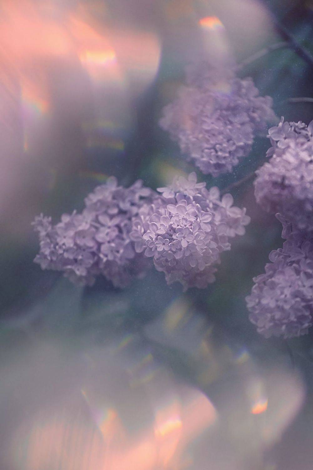 цветы, flowers, макро, macro, сирень, lilac, Julia Kaissa