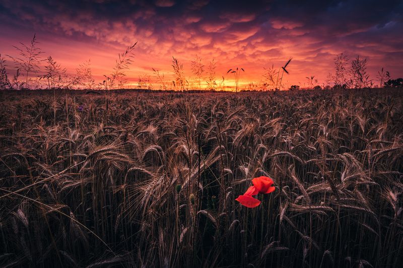 Individualists фото превью