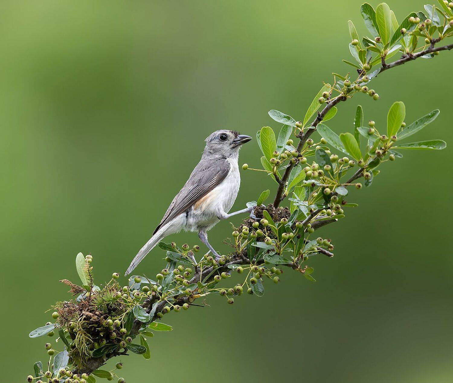 tufted titmouse, острохохлая синица,  синица,  titmouse, Elizabeth Etkind