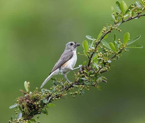 Tufted Titmouse -Острохохлая синица