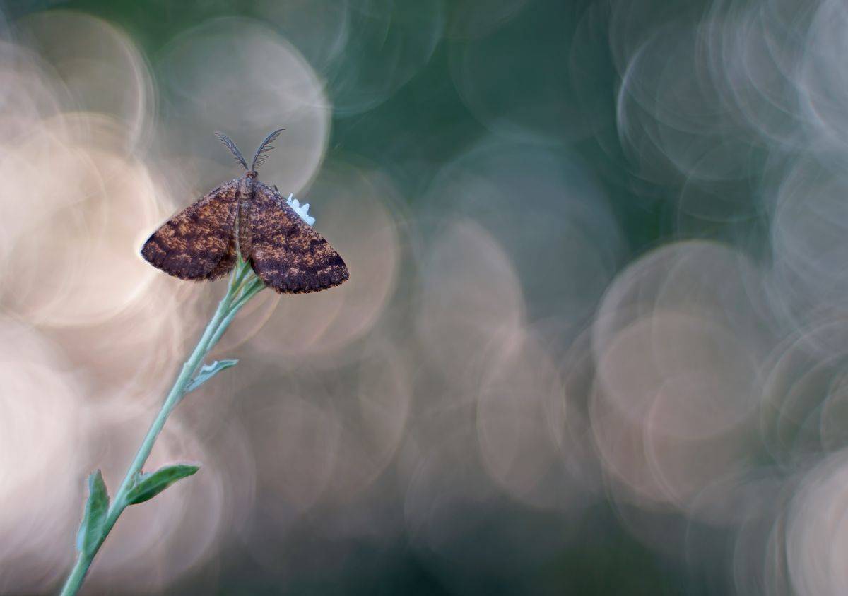, Чепленко Алексей