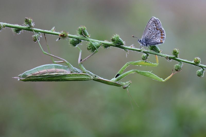 *** фото превью