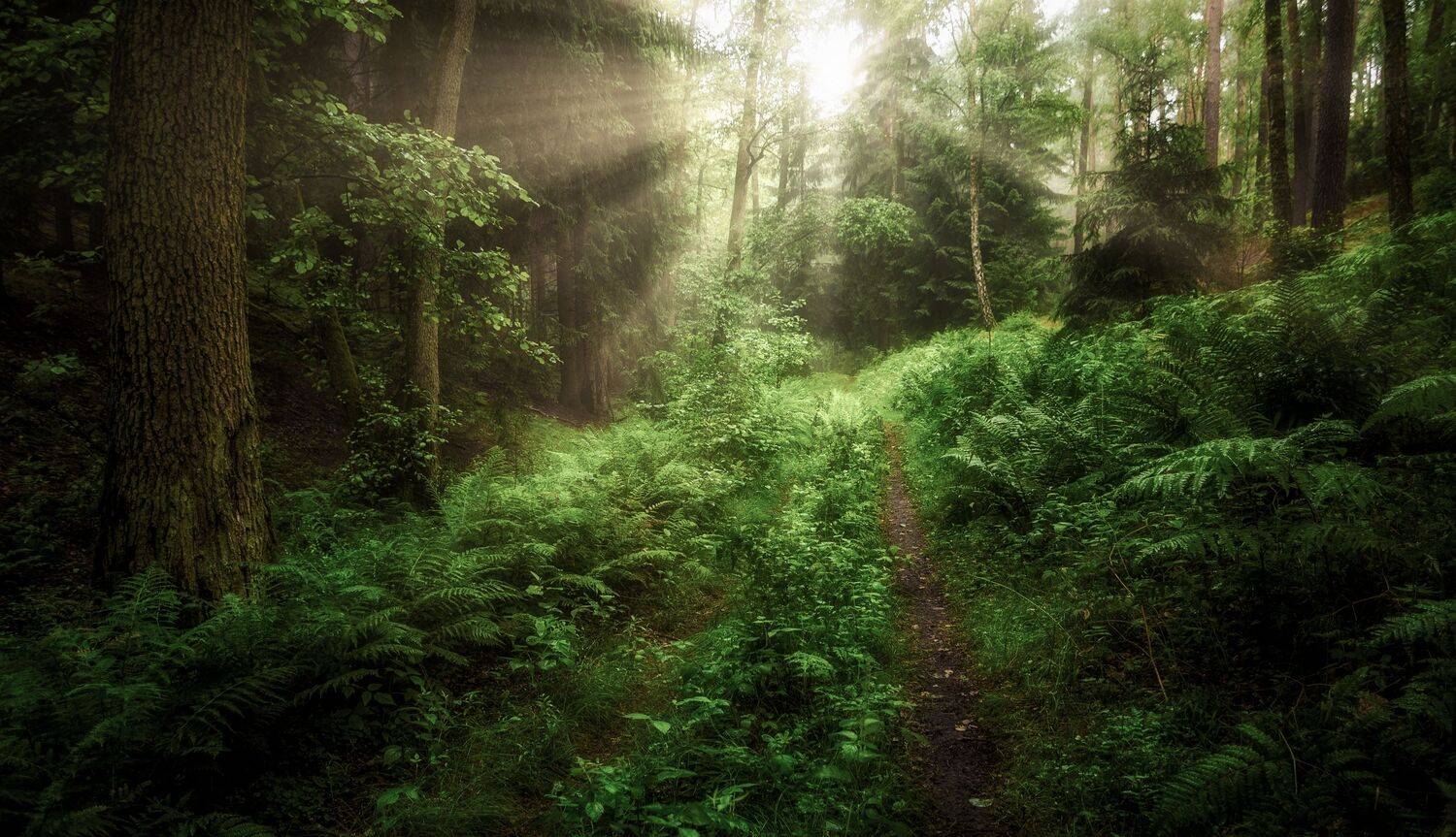 forest  trees  nature  morning  atmosphere  light  nikon  summer  stream  green  moss  ferns  woodland  deep in the forest, Krzysztof Tollas