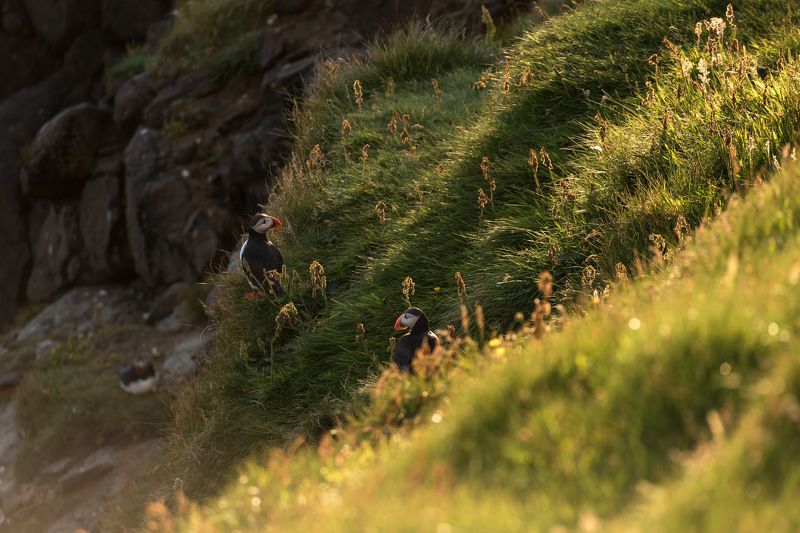 птицы, тупики, пернатые, природа Семейство тупиков фото превью