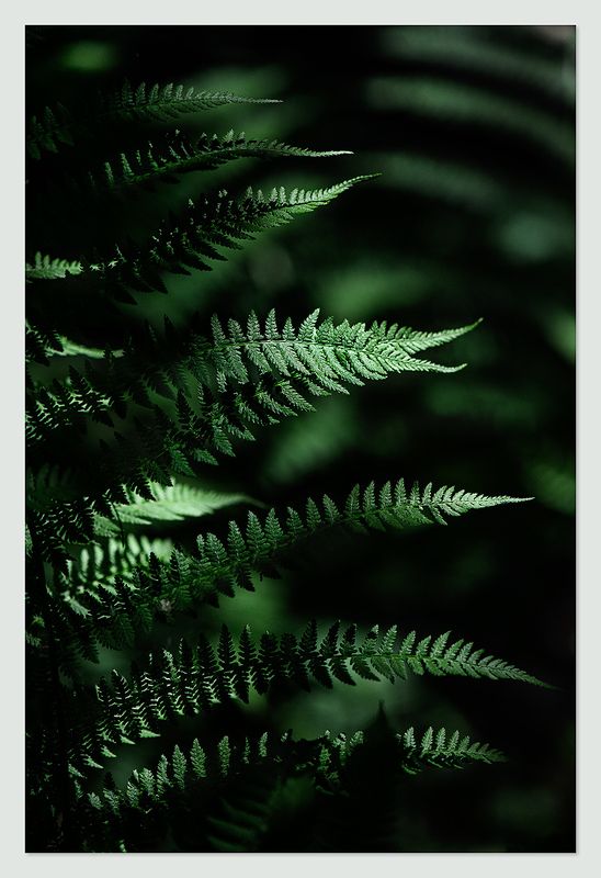 Лес фото превью