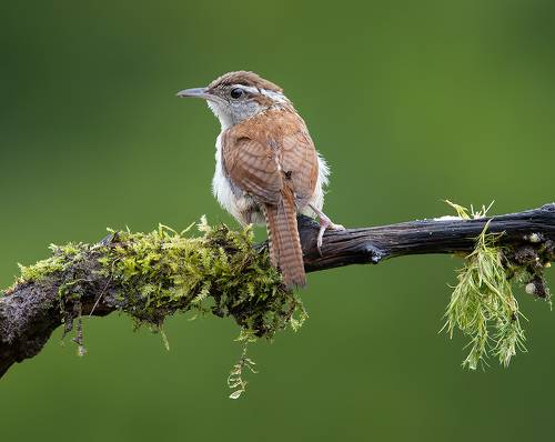 Carolina Wren - Крапивник Каролинский