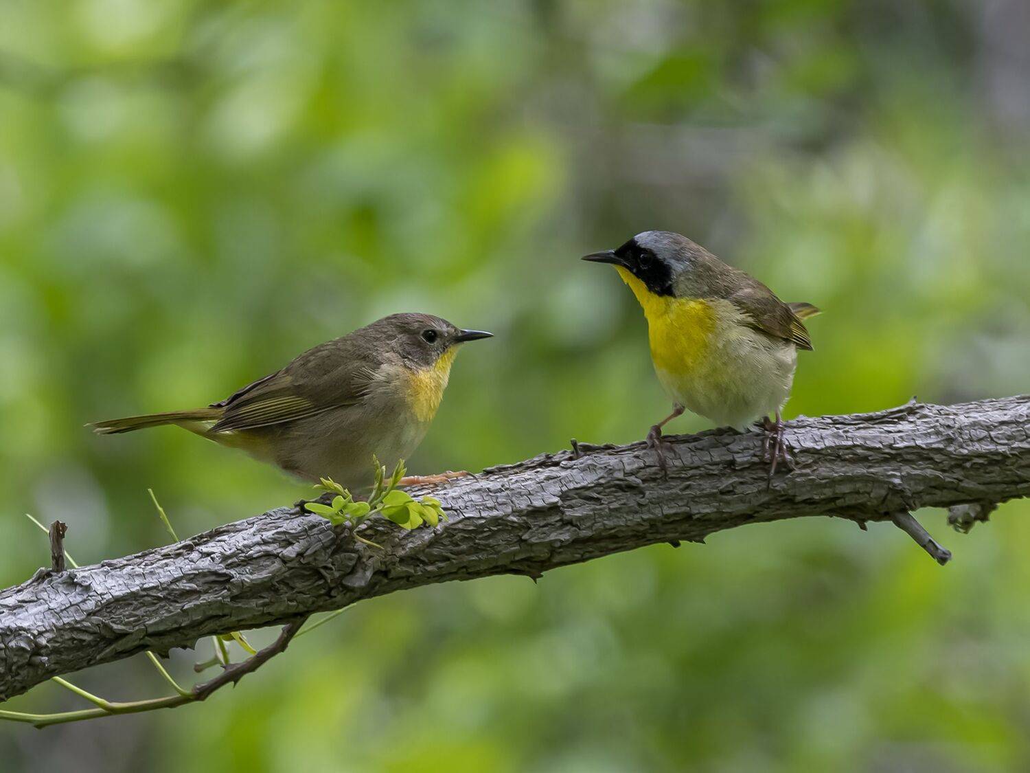 , Fernando Burgalin Sequeira