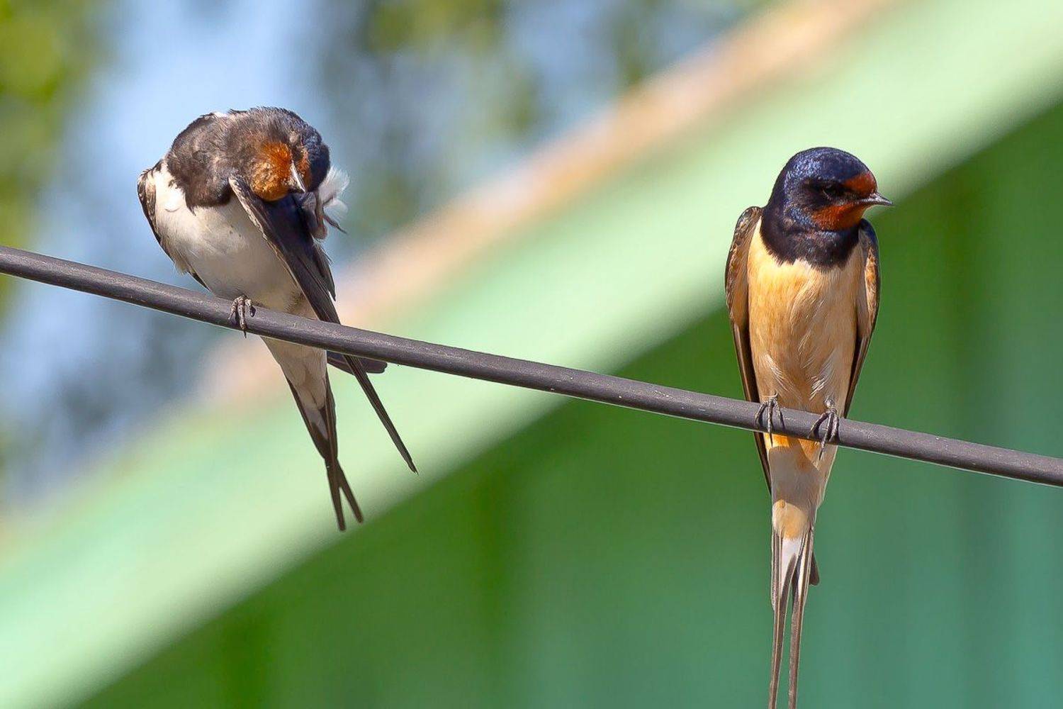 деревенская ласточка, птицы, лето, birds, wildlife, barn swallow, Алексей Юденков