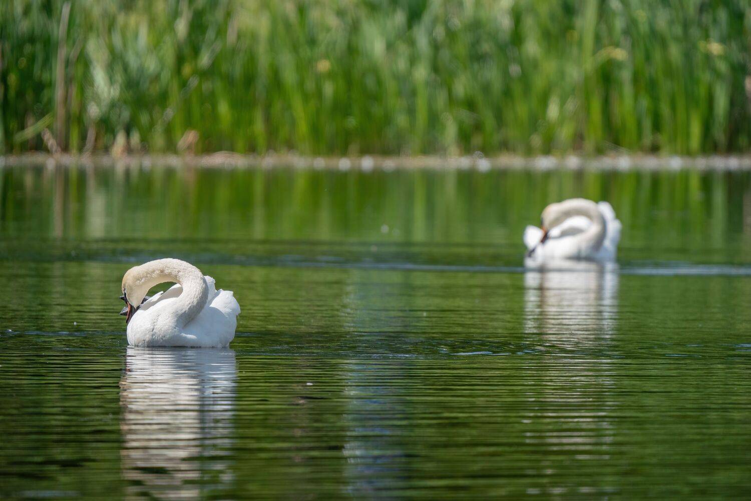 , Константин Дэм