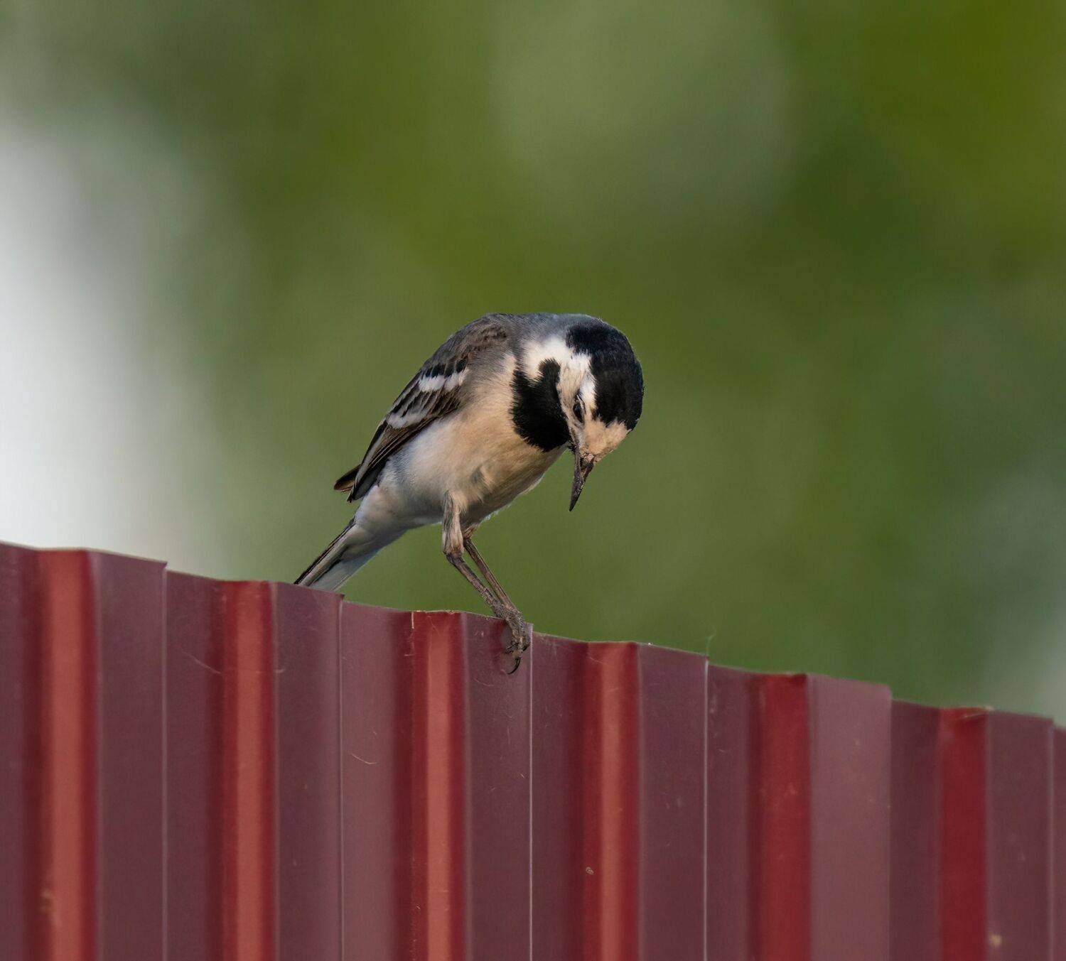 , Константин Дэм