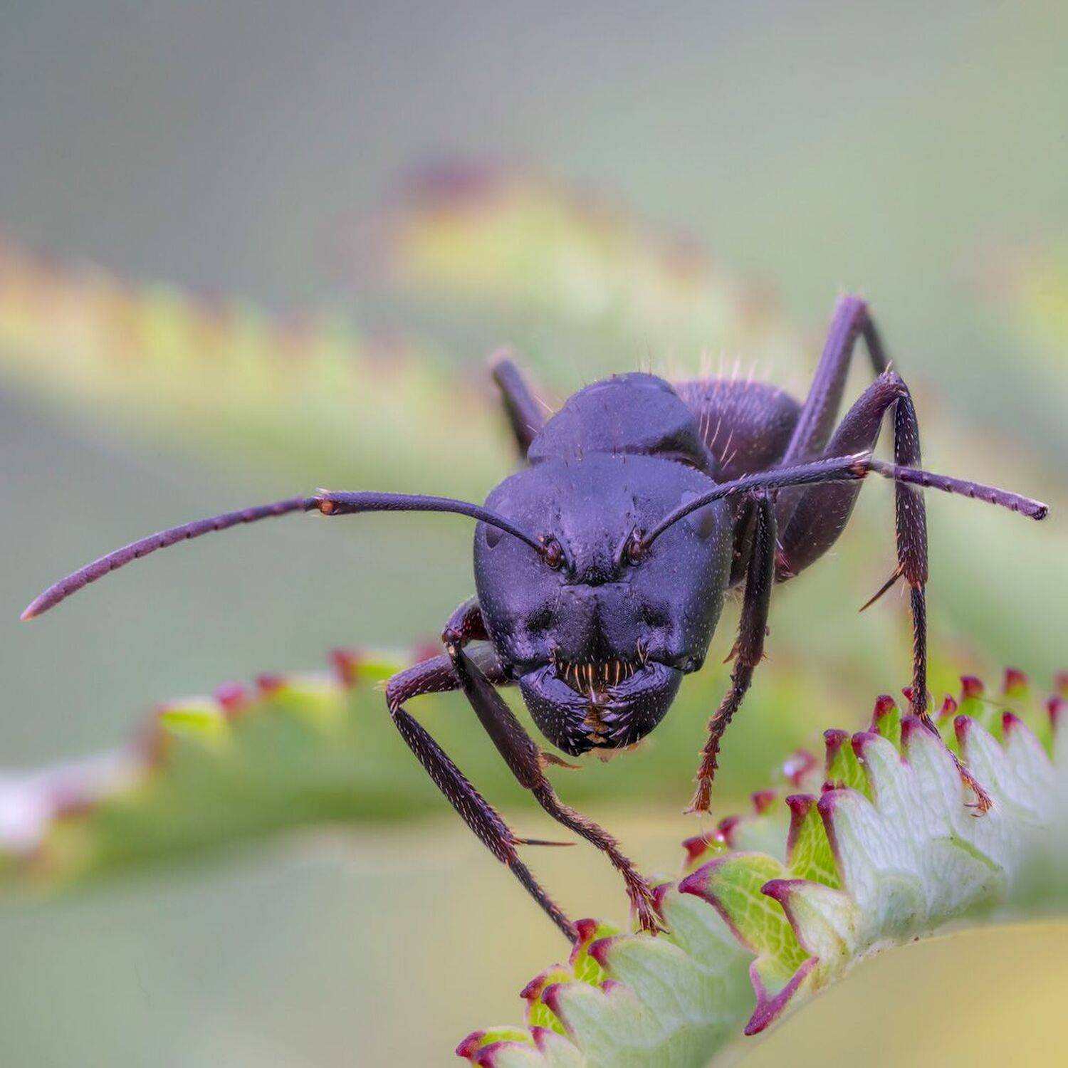 , Сергей Брагин