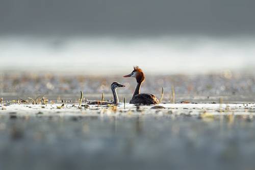 Семейный фотограф :-)