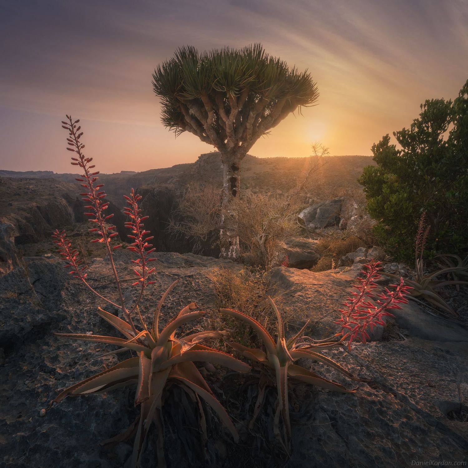 Socotra, Даниил Коржонов