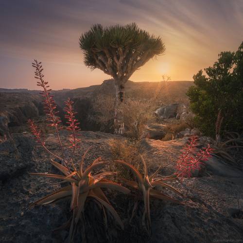 Socotra