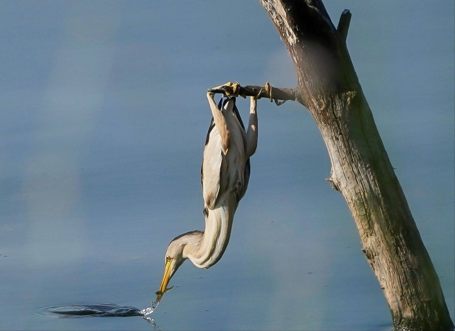 , Красимир Георгиев