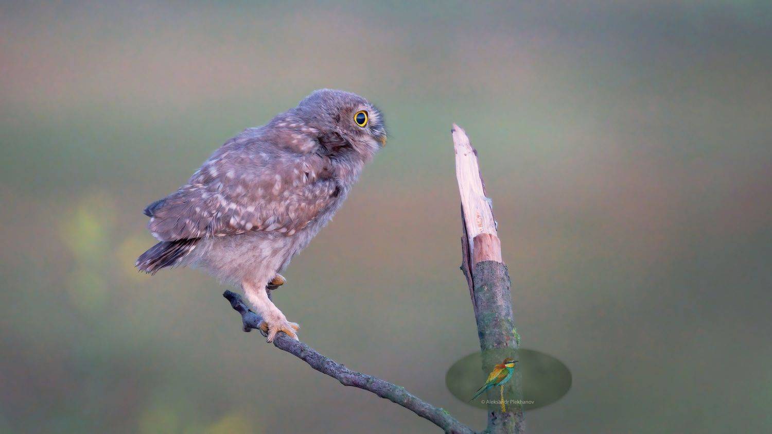 wildlife, Alexander Plekhanov