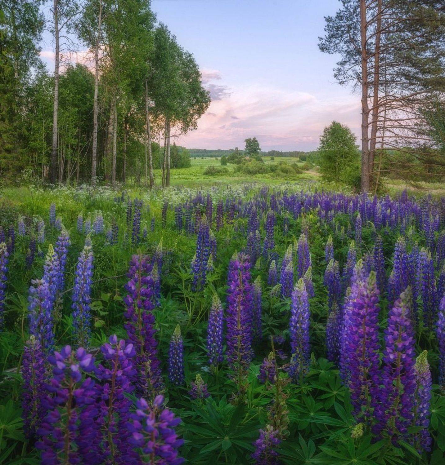 , Устюжанин Михаил