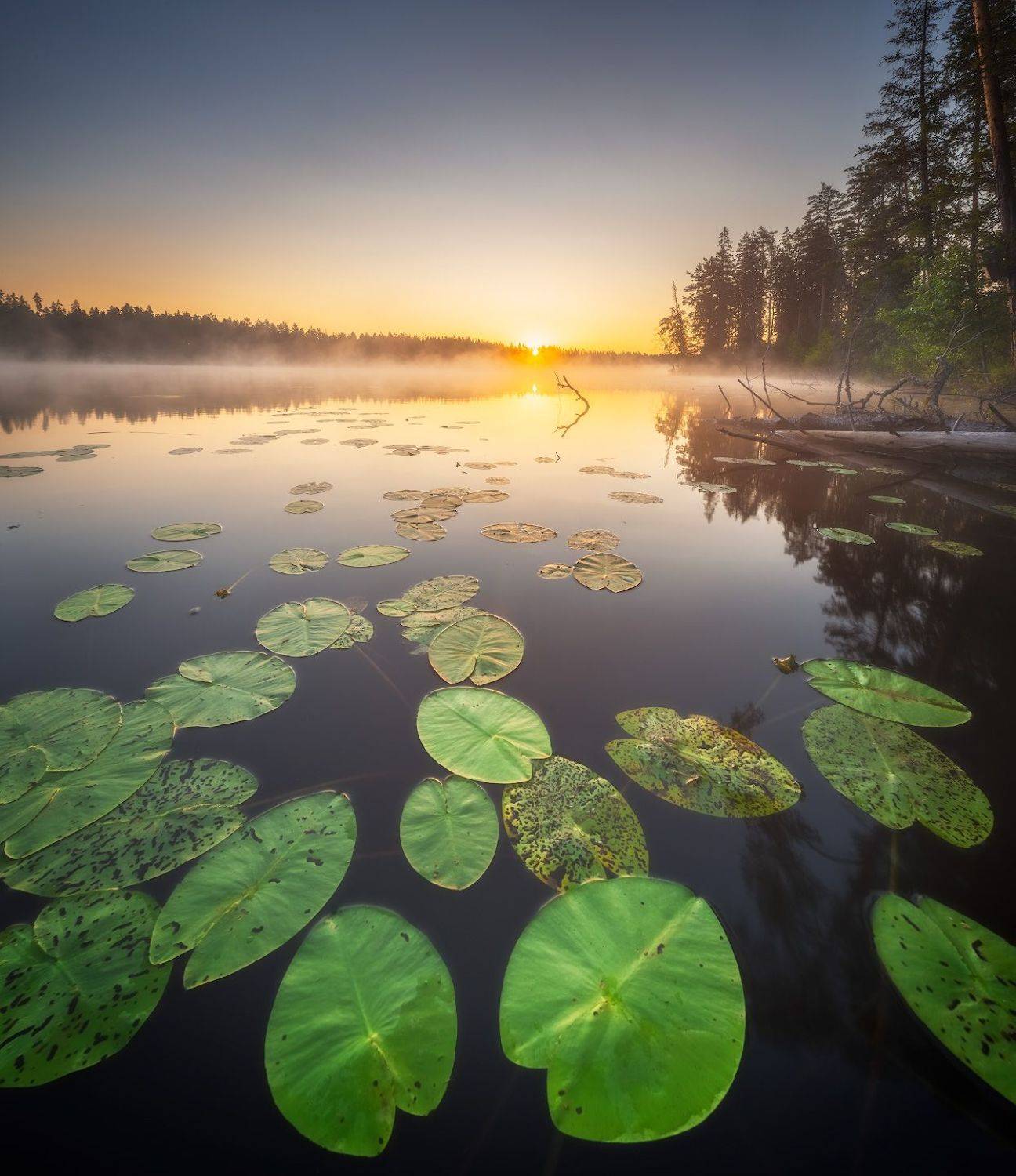 ленобласть, лето, озеро, Алексей Марголин