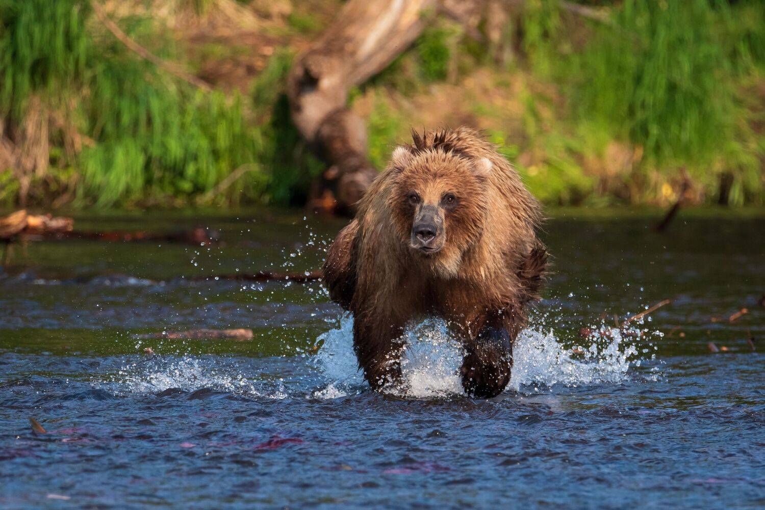 , Татьяна Степанова