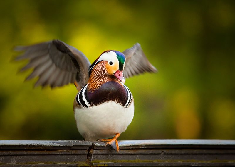 Mandarin duck фото превью