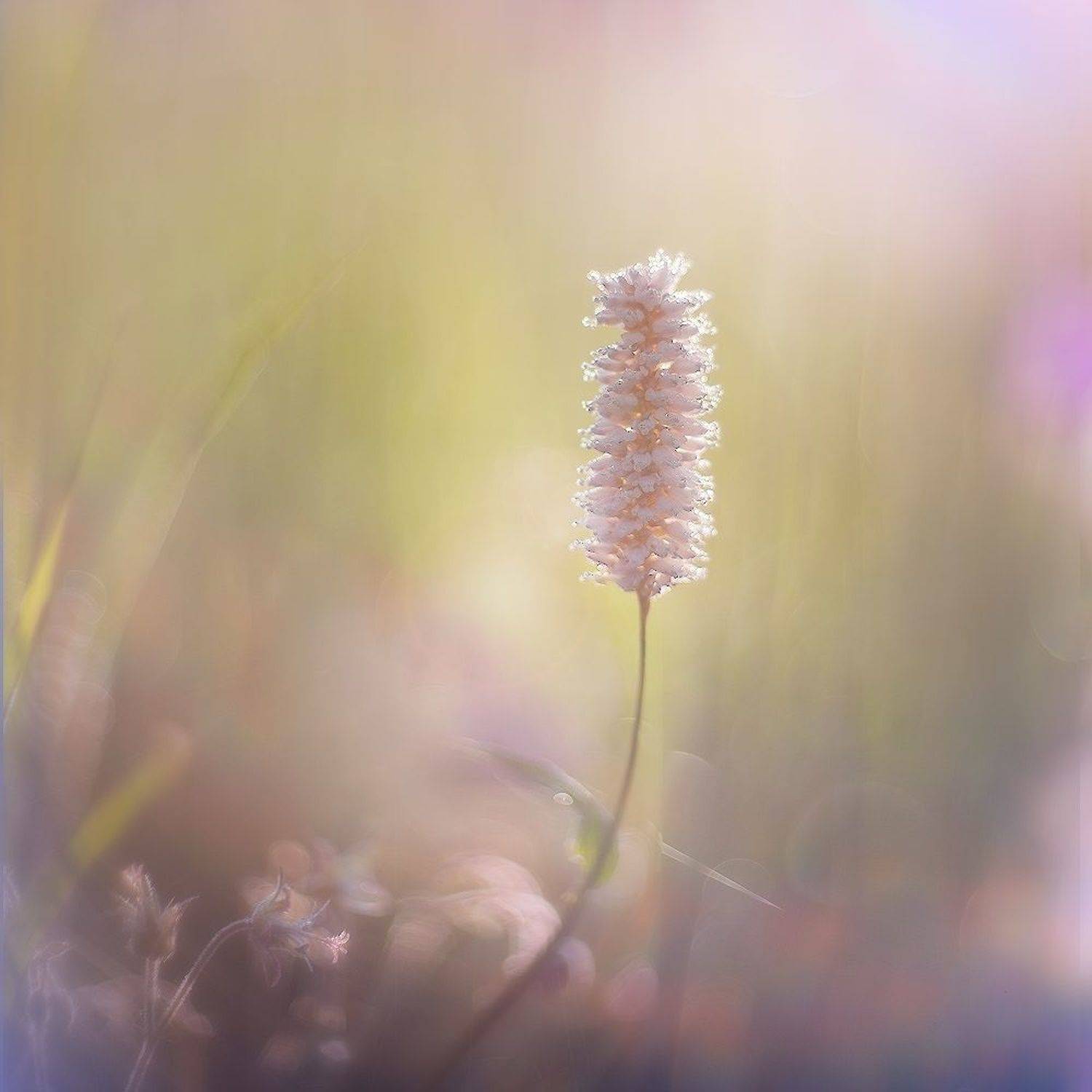 утро, свет, росинки, травинки, Ирина Заколдаева