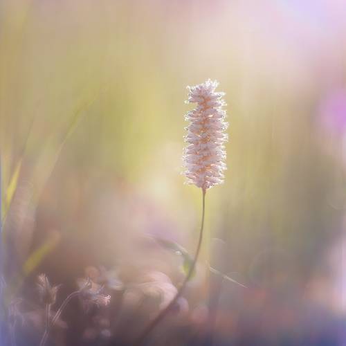 Купаясь в утреннем свете...