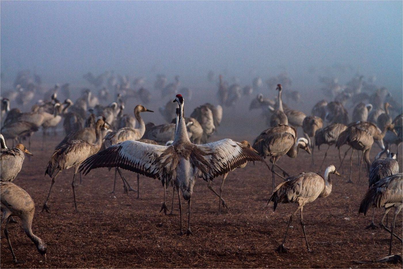 Серый журавль,Израиль, Валентина Булкина